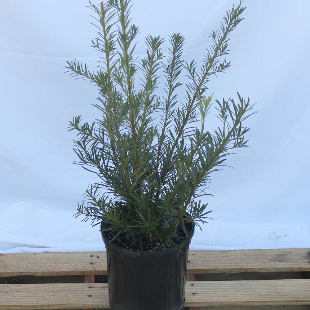 podocarpus-macrophyllus-maki-japanese-yew
