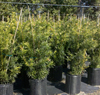 podocarpus-macrophyllus-maki-japanese-yew