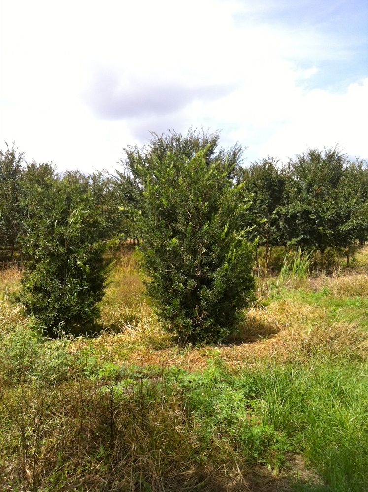 podocarpus-macrophyllus-maki-japanese-yew