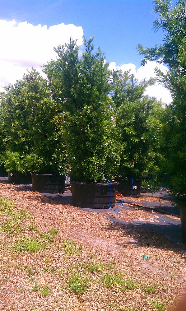 podocarpus-macrophyllus-maki-japanese-yew