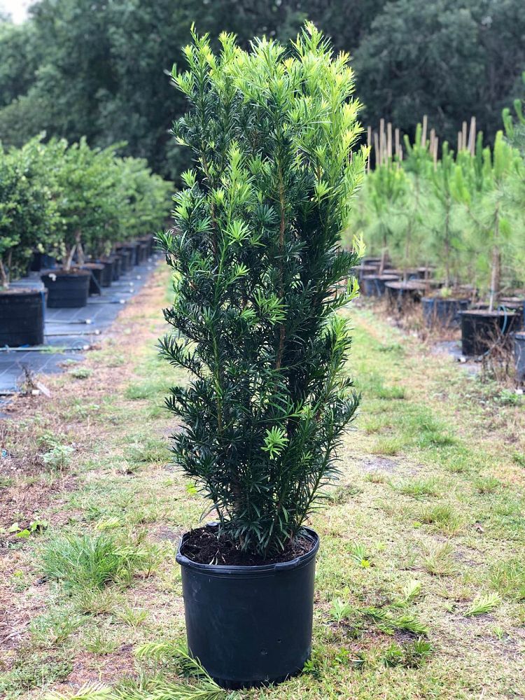 podocarpus-macrophyllus-maki-japanese-yew