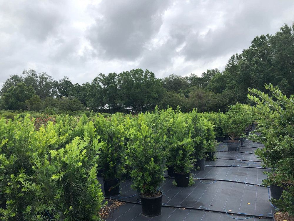 podocarpus-macrophyllus-maki-japanese-yew