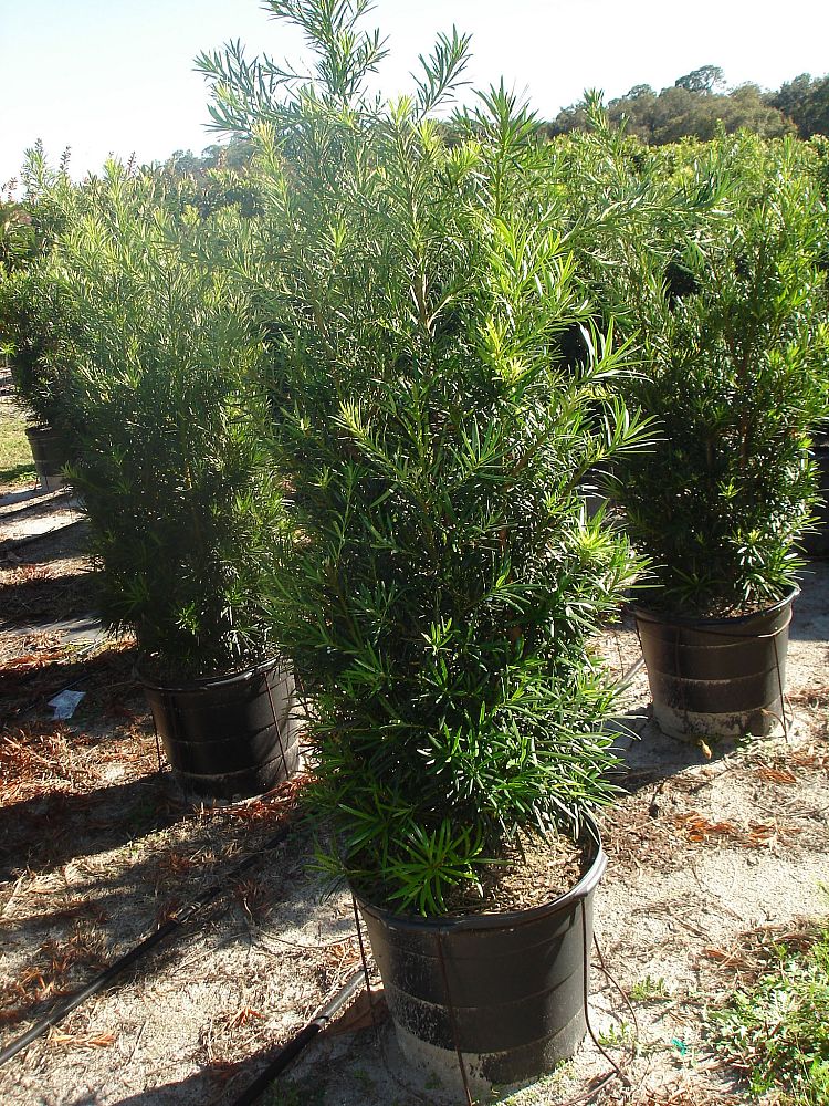 podocarpus-macrophyllus-maki-japanese-yew