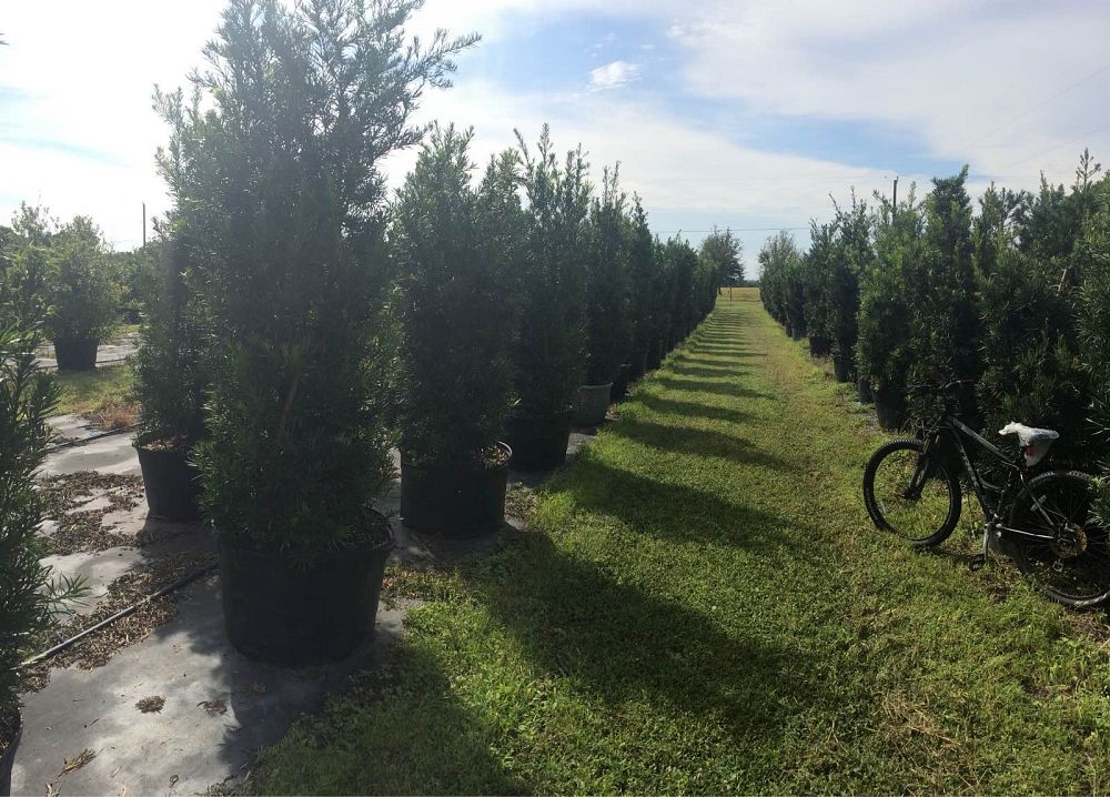 podocarpus-macrophyllus-maki-japanese-yew