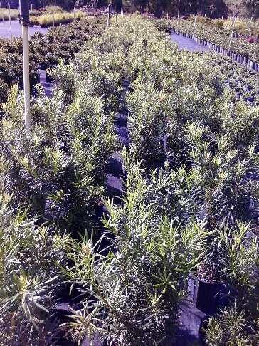 podocarpus-macrophyllus-maki-japanese-yew