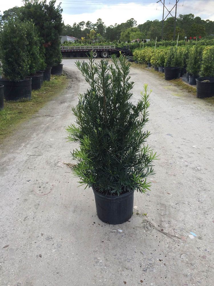 podocarpus-macrophyllus-maki-japanese-yew