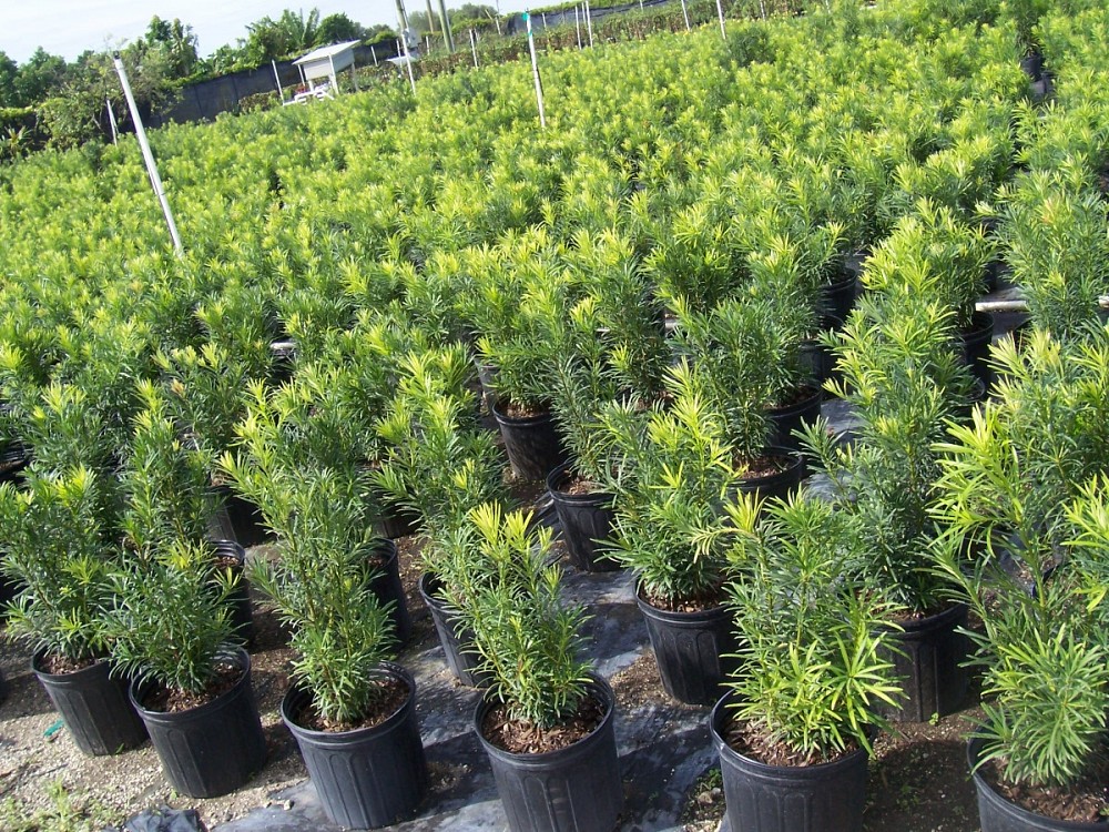 podocarpus-macrophyllus-maki-japanese-yew