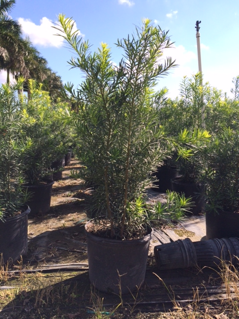 podocarpus-macrophyllus-maki-japanese-yew