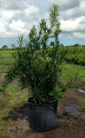 podocarpus-macrophyllus-maki-japanese-yew