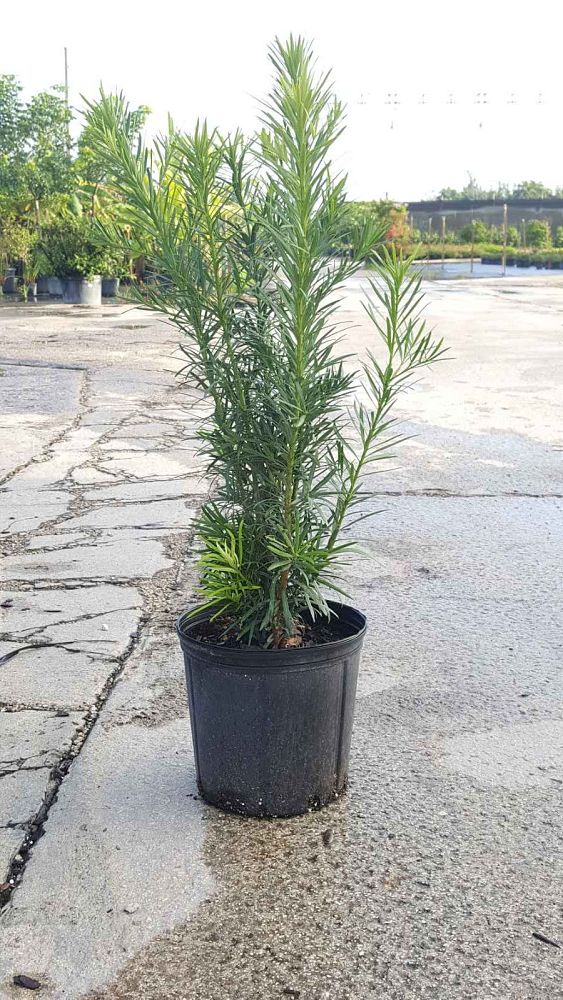 podocarpus-macrophyllus-maki-japanese-yew