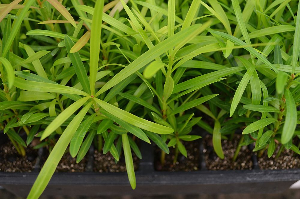 podocarpus-macrophyllus-maki-japanese-yew