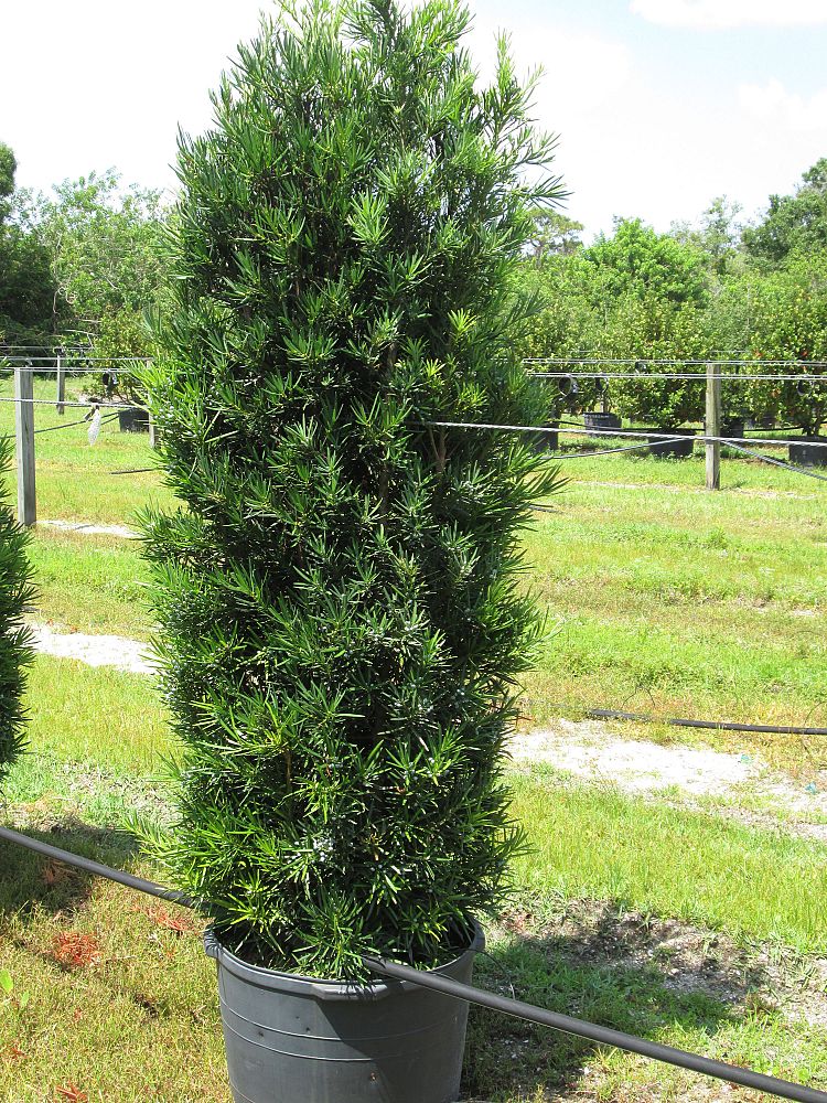 podocarpus-macrophyllus-maki-japanese-yew