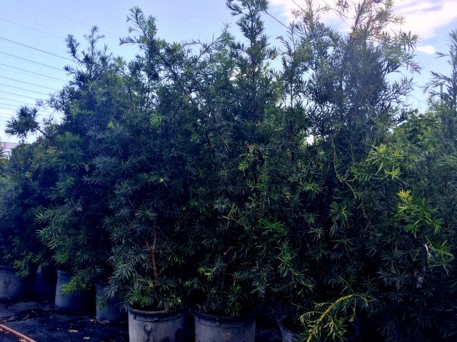 podocarpus-macrophyllus-maki-japanese-yew