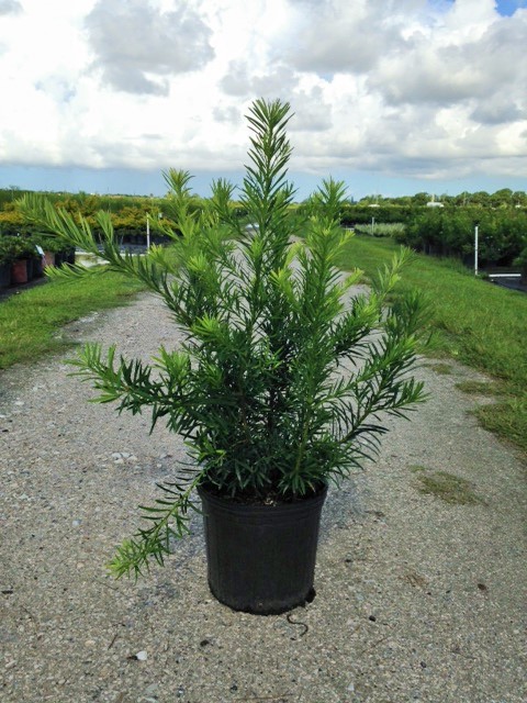 podocarpus-macrophyllus-maki-japanese-yew