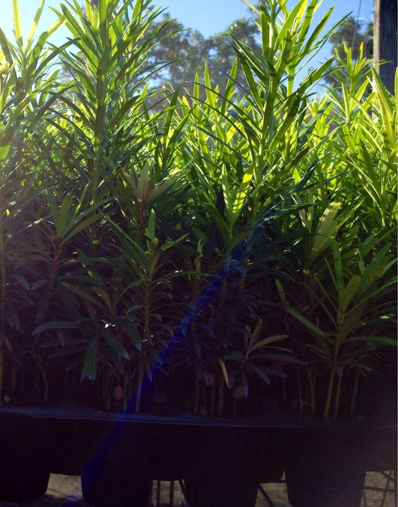 podocarpus-macrophyllus-maki-japanese-yew