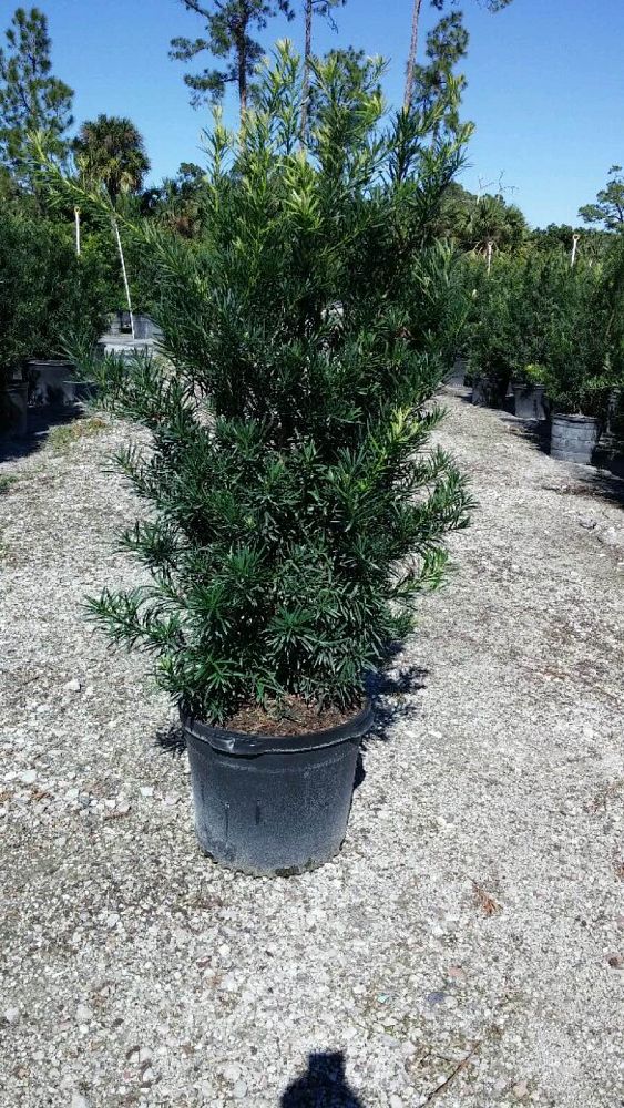 podocarpus-macrophyllus-maki-japanese-yew