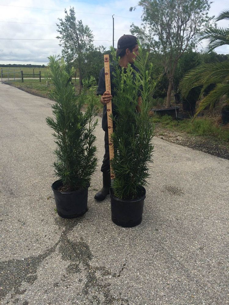 podocarpus-macrophyllus-maki-japanese-yew
