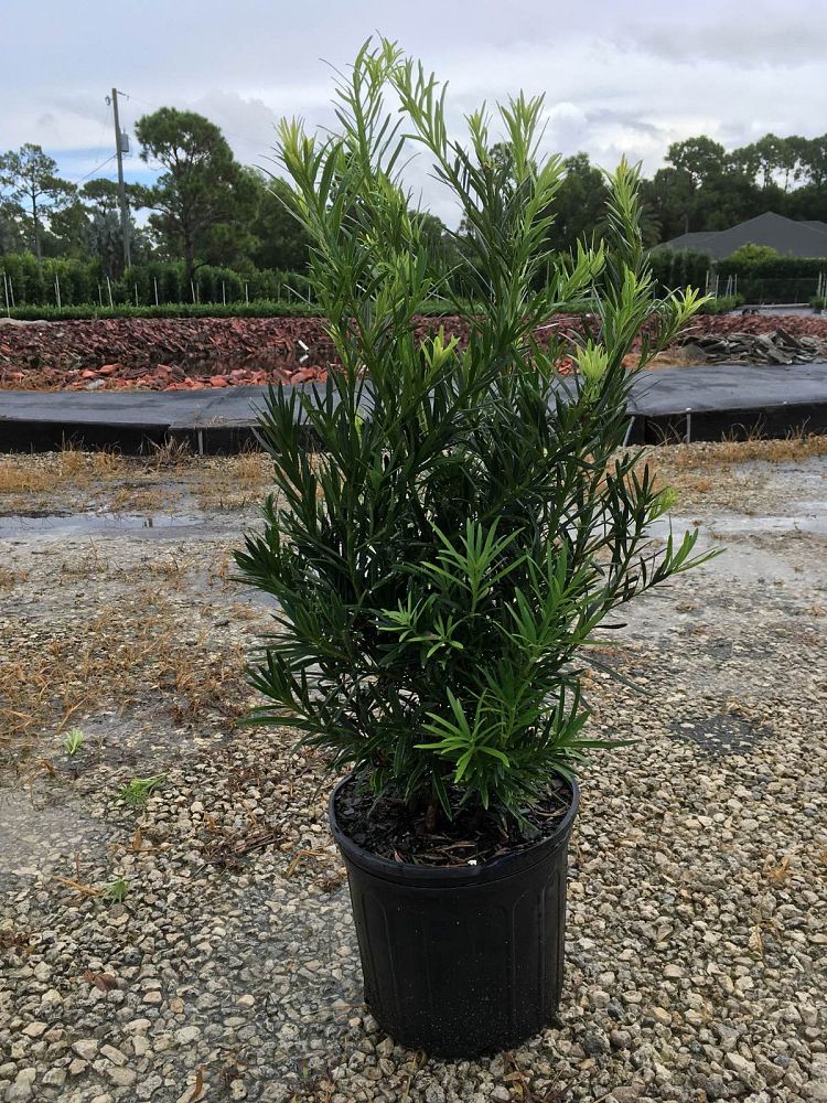 podocarpus-macrophyllus-maki-japanese-yew