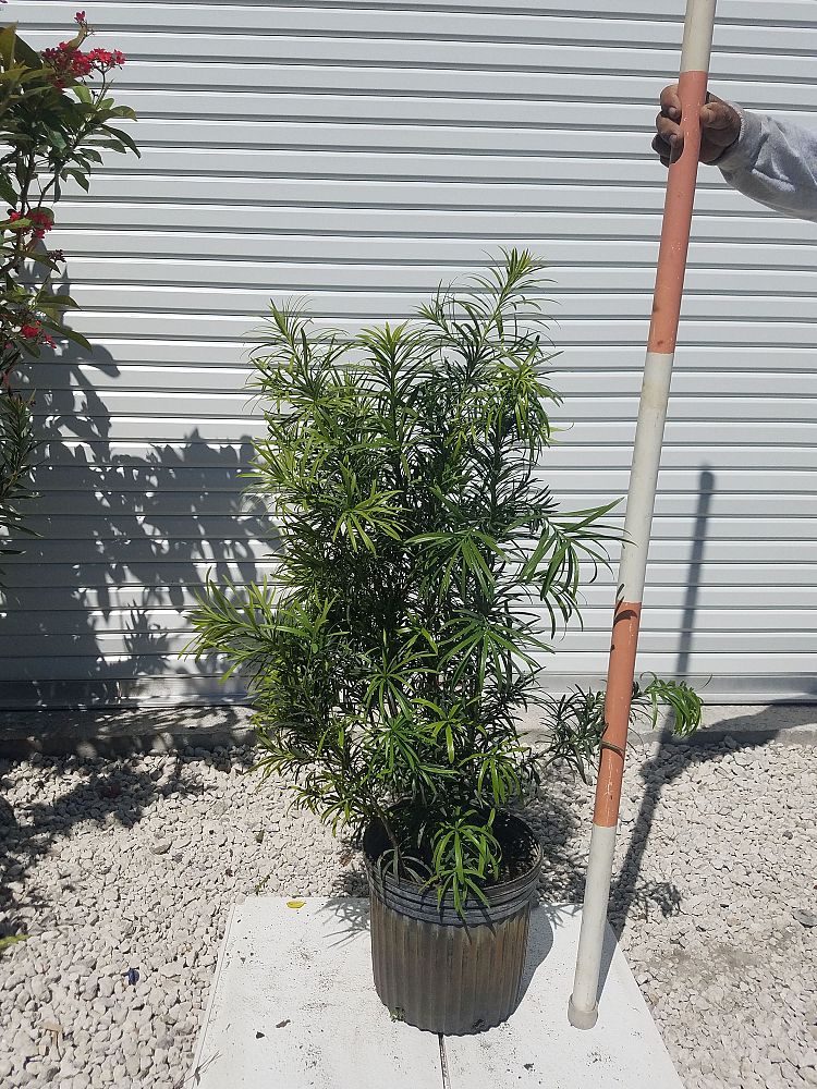 podocarpus-macrophyllus-maki-japanese-yew
