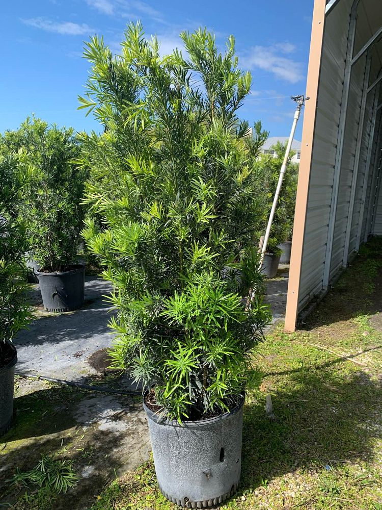 podocarpus-macrophyllus-maki-japanese-yew