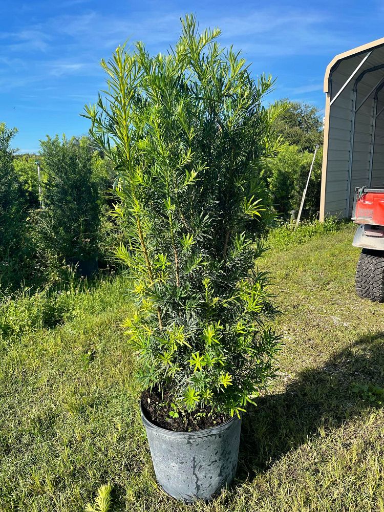 podocarpus-macrophyllus-maki-japanese-yew
