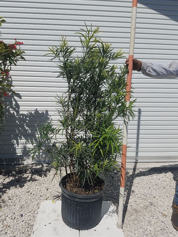 podocarpus-macrophyllus-maki-japanese-yew