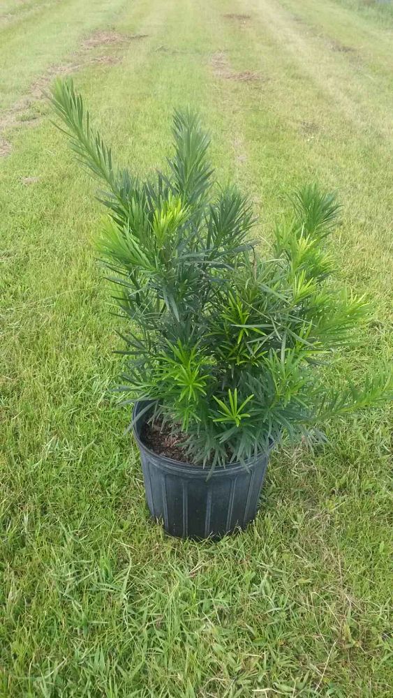 podocarpus-macrophyllus-maki-japanese-yew