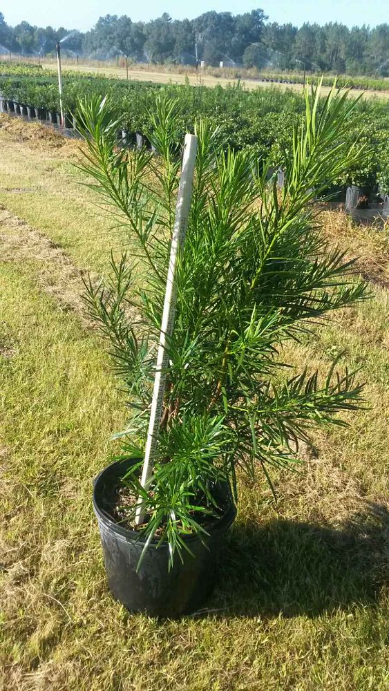 podocarpus-macrophyllus-maki-japanese-yew