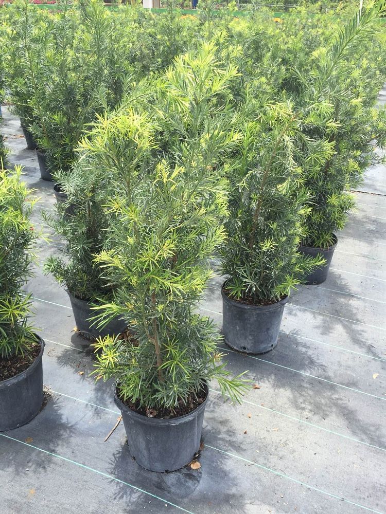 podocarpus-macrophyllus-maki-japanese-yew