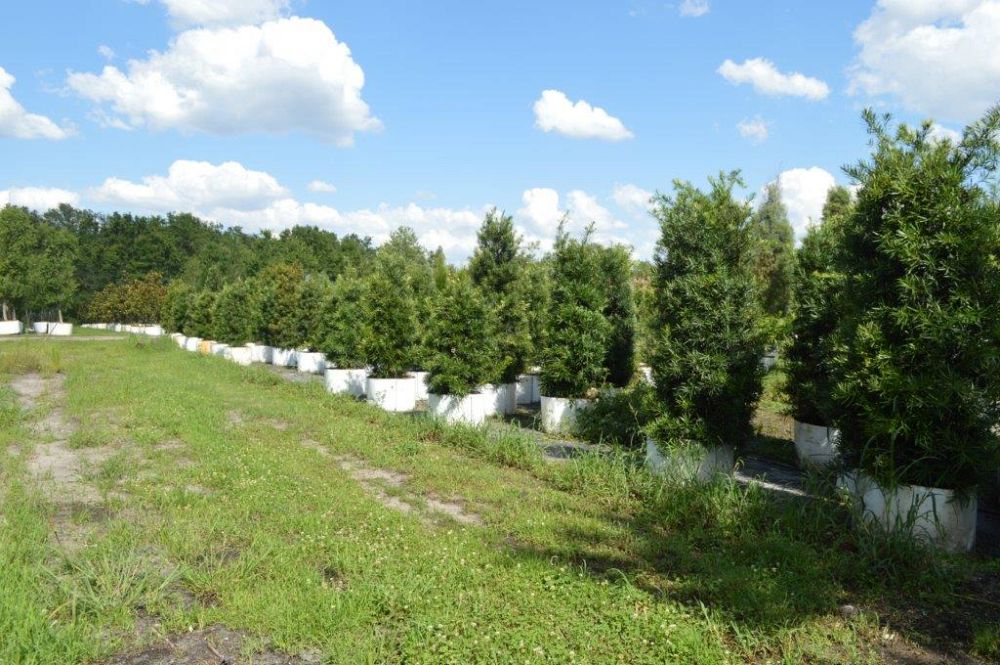 podocarpus-macrophyllus-maki-japanese-yew