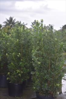podocarpus-macrophyllus-maki-japanese-yew