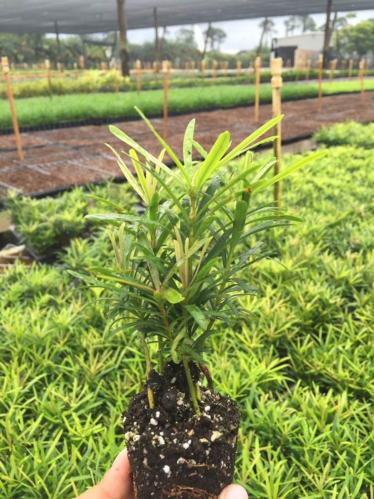 podocarpus-macrophyllus-maki-japanese-yew
