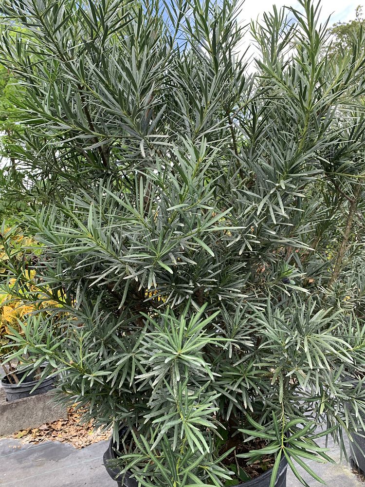 podocarpus-macrophyllus-maki-japanese-yew