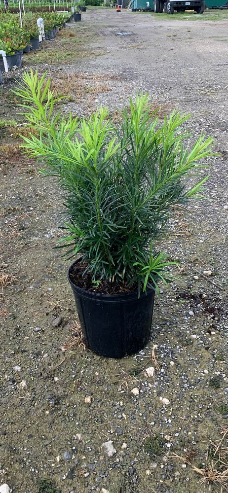 podocarpus-macrophyllus-maki-japanese-yew