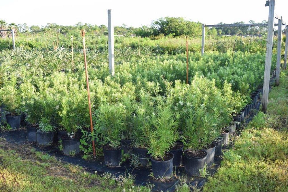 podocarpus-macrophyllus-maki-japanese-yew