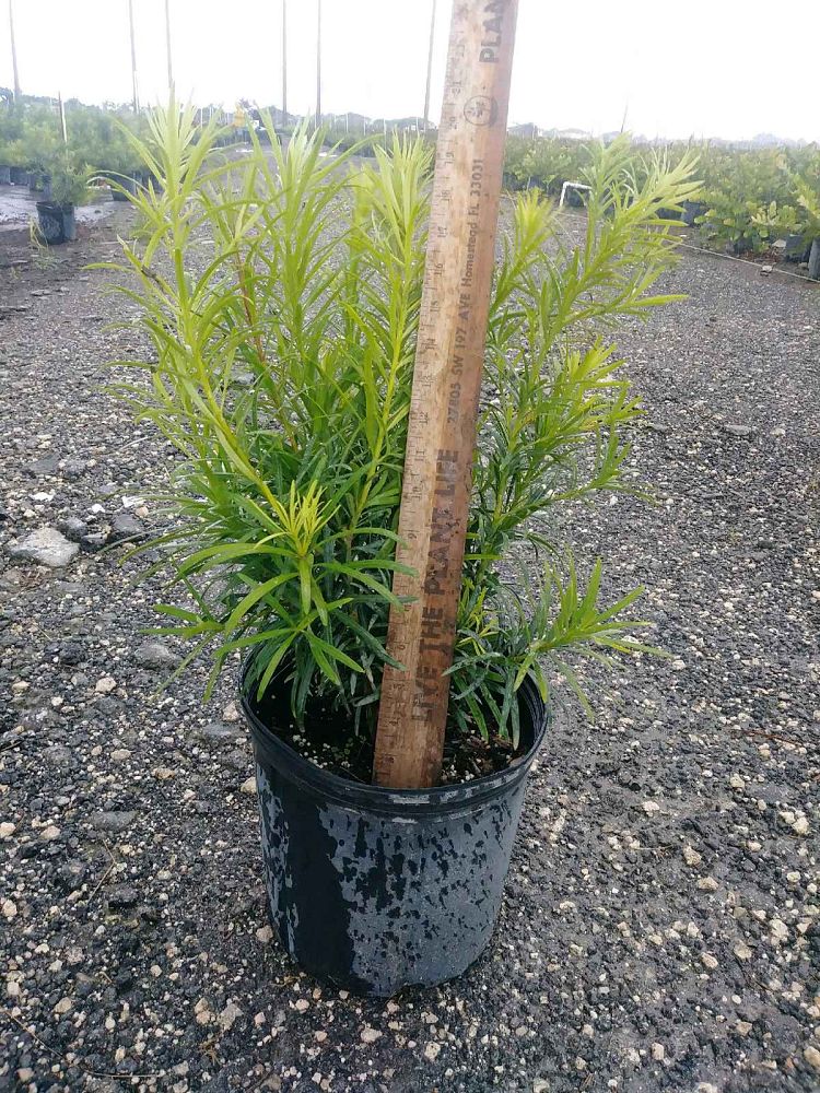 podocarpus-macrophyllus-maki-japanese-yew