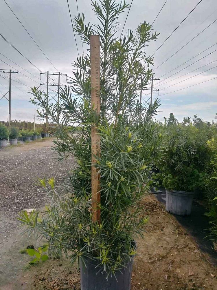 podocarpus-macrophyllus-maki-japanese-yew