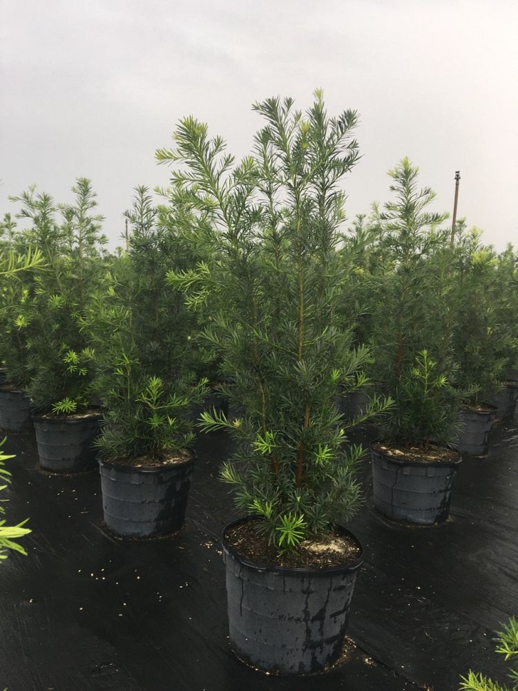 podocarpus-macrophyllus-maki-japanese-yew