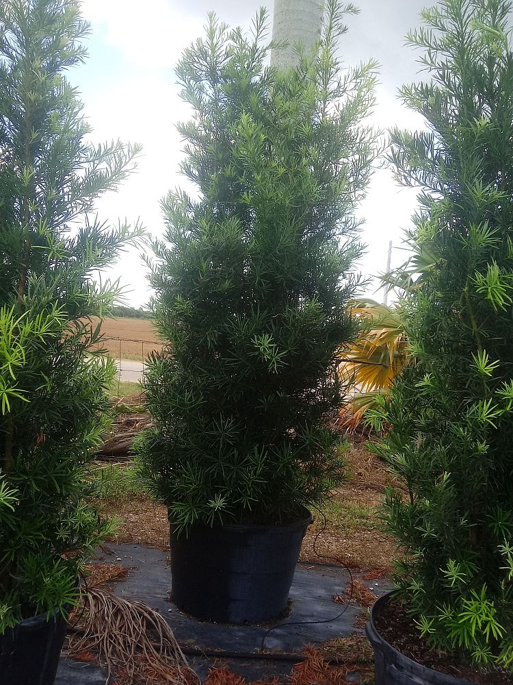 podocarpus-macrophyllus-maki-japanese-yew