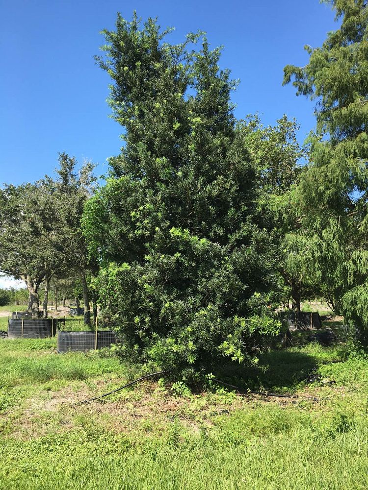 podocarpus-macrophyllus-maki-japanese-yew