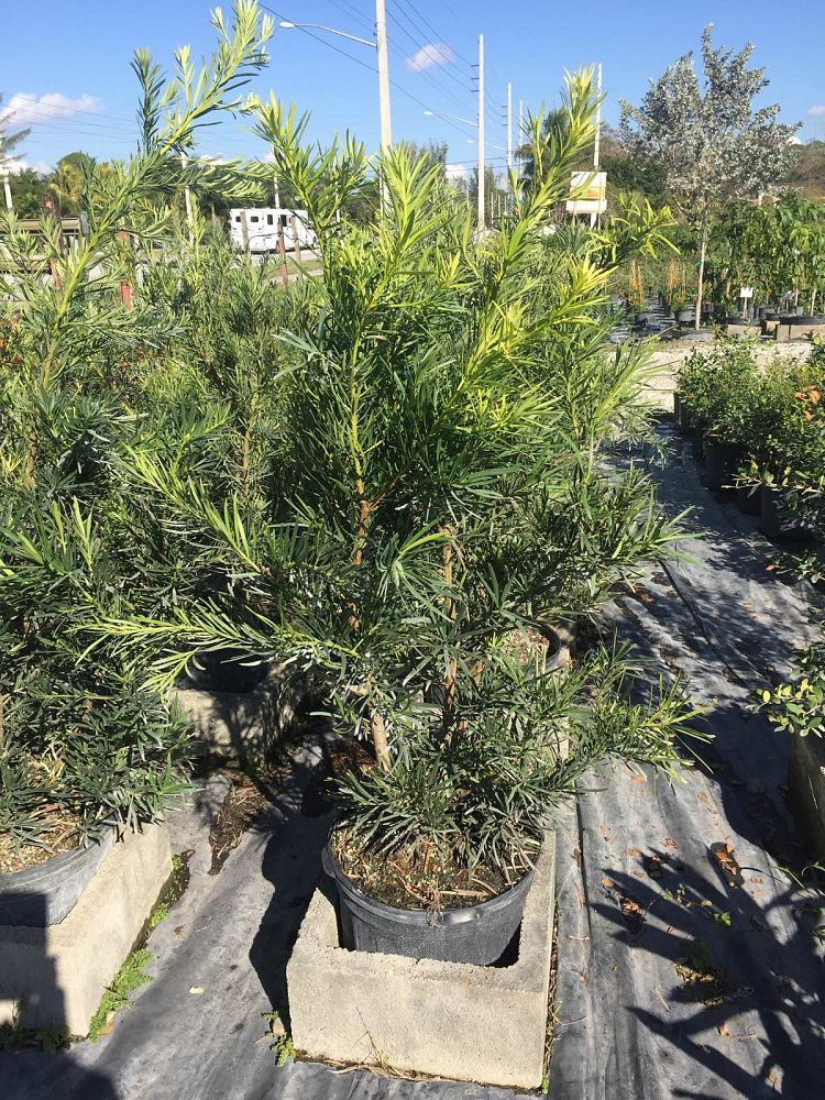 podocarpus-macrophyllus-maki-japanese-yew