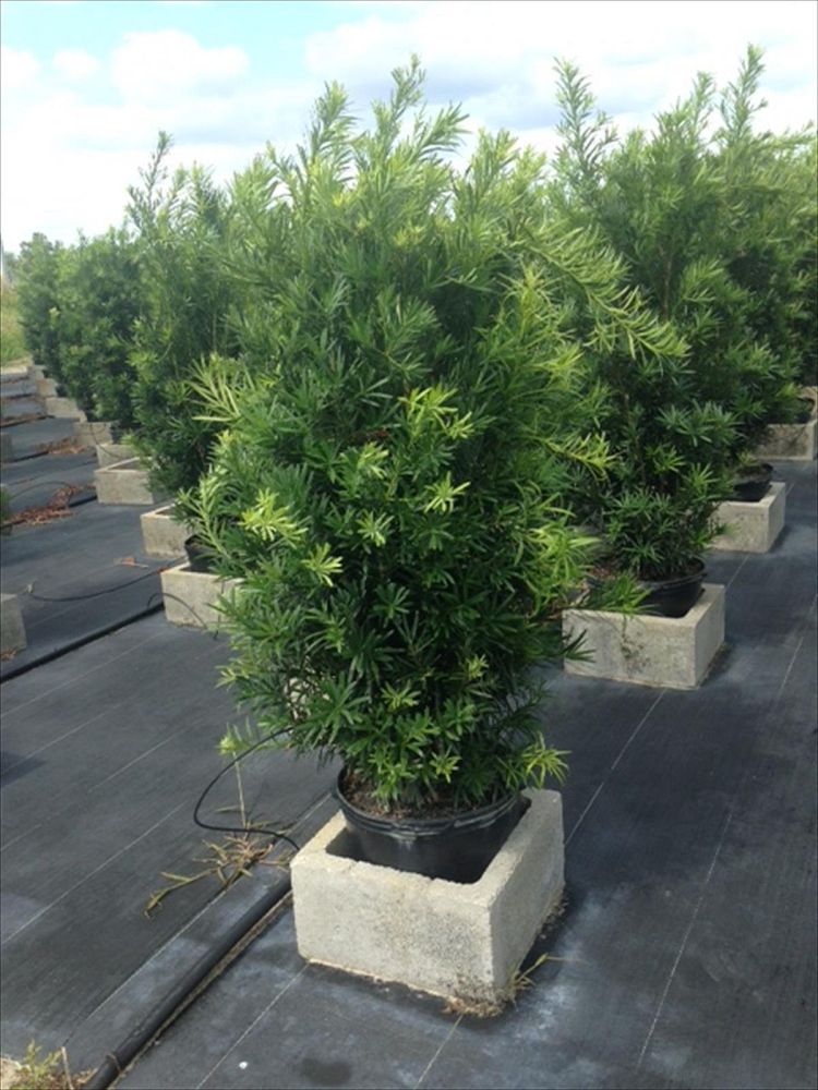 podocarpus-macrophyllus-maki-japanese-yew
