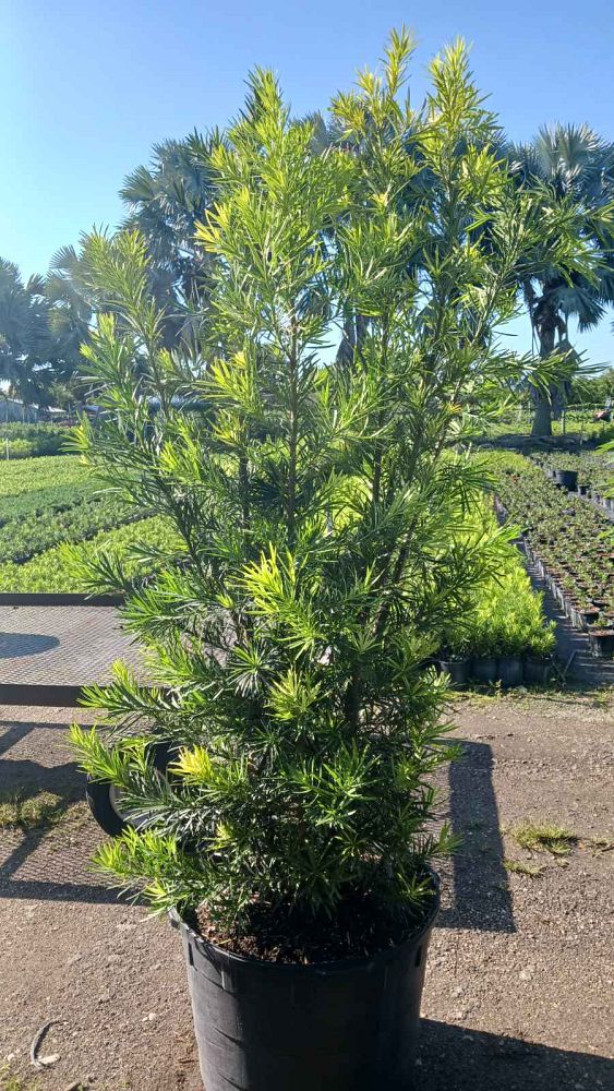 podocarpus-macrophyllus-maki-japanese-yew
