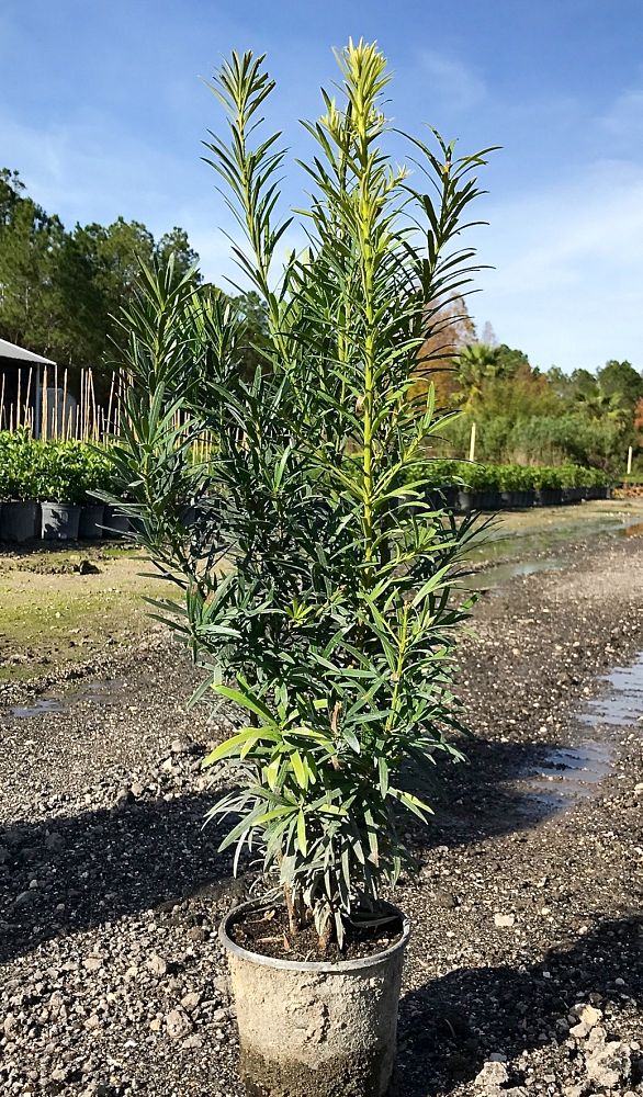 podocarpus-macrophyllus-maki-japanese-yew
