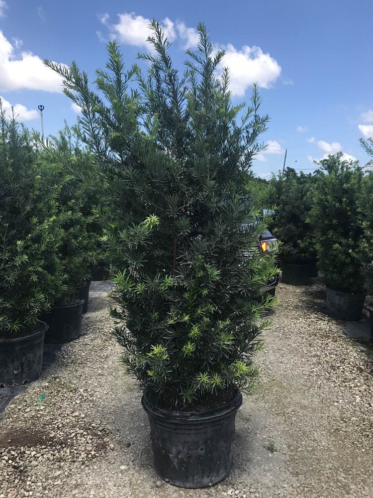 podocarpus-macrophyllus-maki-japanese-yew