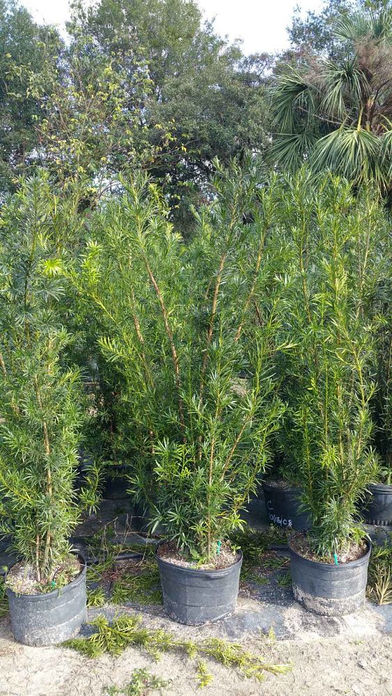 podocarpus-macrophyllus-maki-japanese-yew