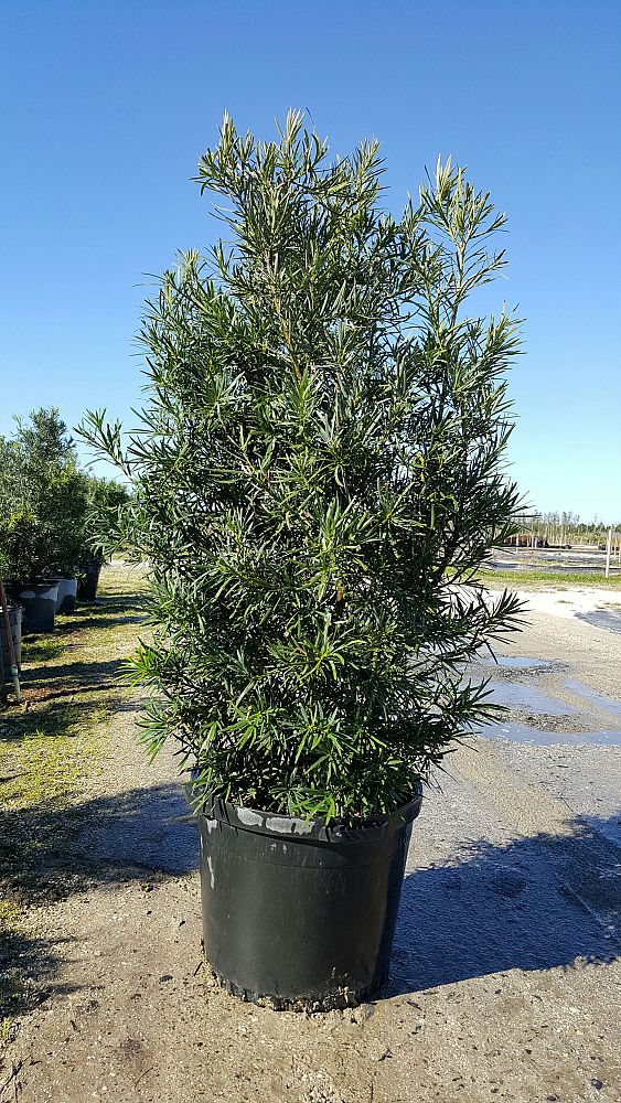 podocarpus-macrophyllus-maki-japanese-yew