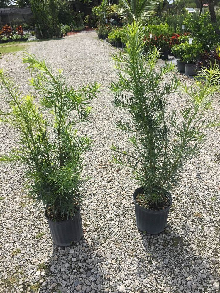 podocarpus-macrophyllus-maki-japanese-yew