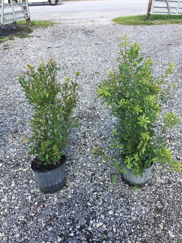 podocarpus-macrophyllus-maki-japanese-yew