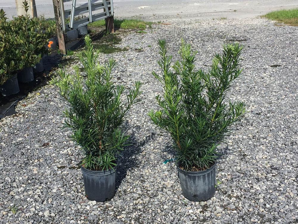 podocarpus-macrophyllus-maki-japanese-yew